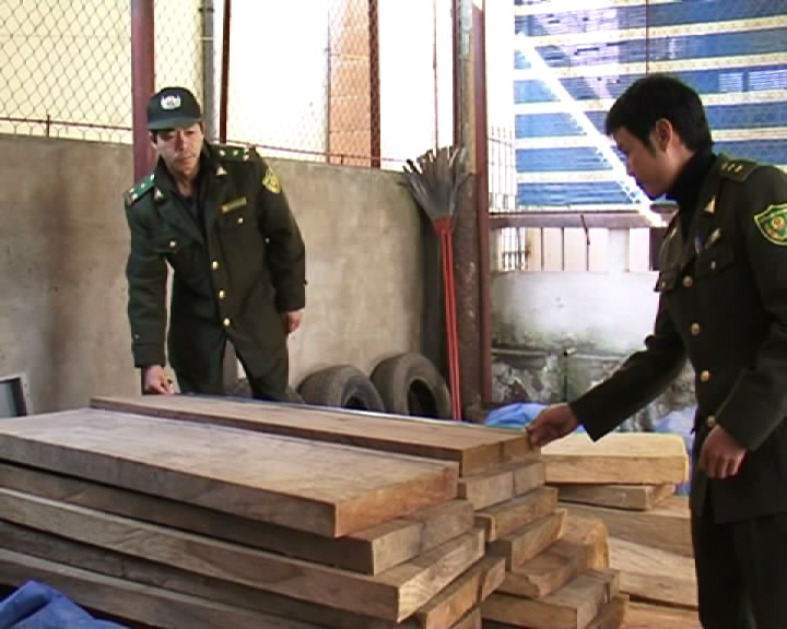  Đội kiểm lâm cơ động Chi cục kiểm lâm tỉnh Điện Biên bắt và xử lý 126 vụ vi phạm trong quản lý bảo vệ rừng
