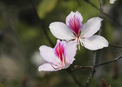 Hoa ban vẻ đẹp đặc trưng của núi rừng Tây Bắc - Đài Phát thanh và Truyền  hình Điện Biên