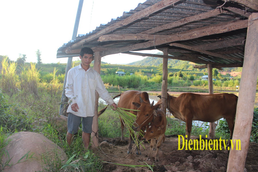 Nhờ được hỗ trợ một con bò sinh sản theo chính sách hỗ trợ sản xuất của Nghị quyết 30a đã giúp gia đình anh Lò Văn Hương, bản Nà Pán, xã Mường Nhé có điều kiện vươn lên thoát nghèo.jpg