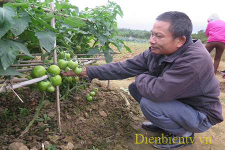 Nhiều hộ dân trên địa bàn xã Thanh Xương, huyện Điện Biên tham gia trồng rau an toàn