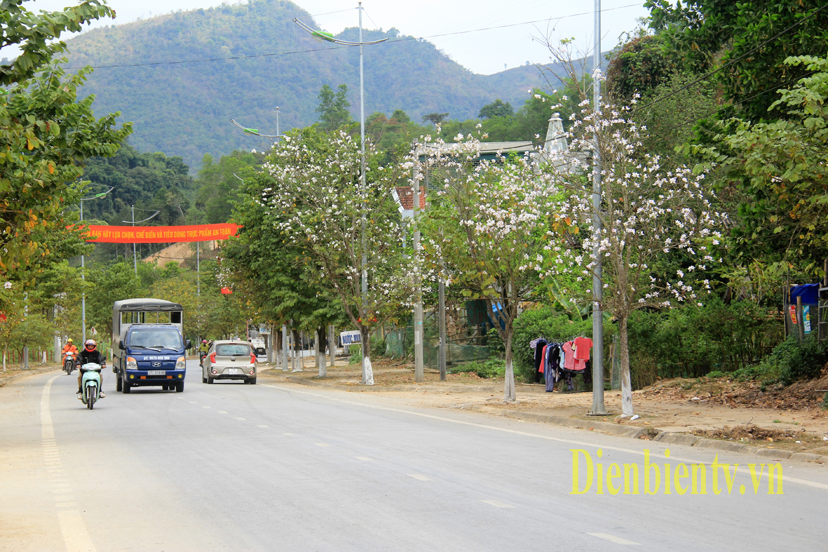 Hoa Ban nở khắp trên các con phố của TP Điện Biên Phủ
