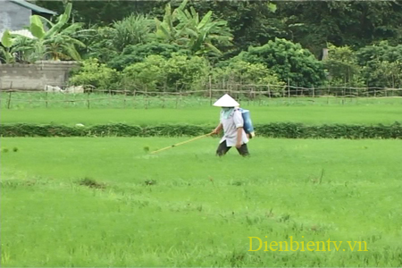 Người dân vùng lòng chảo Mường Thanh sử dụng thuốc BVTV trong sản xuất lúa.
