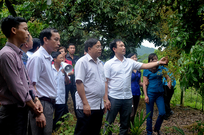 oàn công tác tham quan mô hình nhãn ghép tại đội 13A, xã Thanh Luông (huyện Điện Biên).