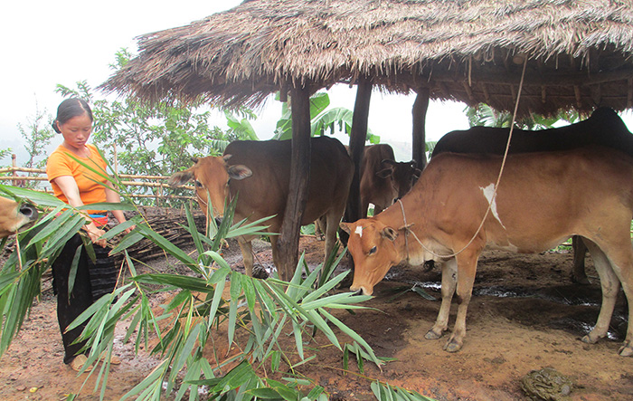 Chị Vàng Thị Dế, bản Suối Lư 4 (xã Keo Lôm) chăm sóc đàn bò được hỗ trợ theo Nghị quyết 30a.