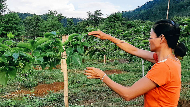 Diện tích chanh leo được trồng sau khi phá bỏ cà phê của gia đình anh Nguyễn Văn Tâm, bản Co Hắm, xã Ẳng Nưa sắp cho thu hoạch.
