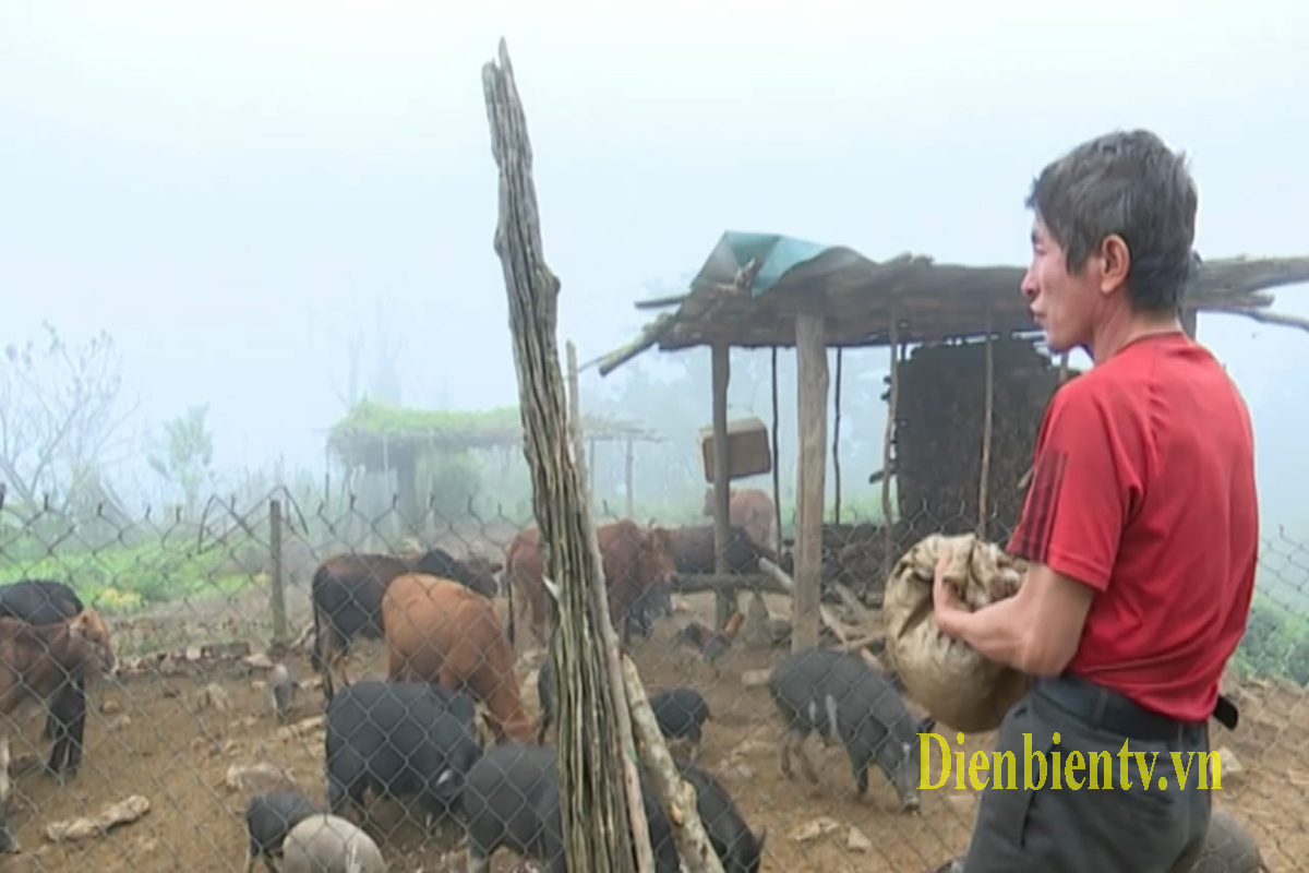Ông Lý A Lệnh là một trong những chủ trại có số lượng trâu, bò, dê, lợn nhiều nhất bản Chăn 2 xã Mường Đăng, huyện Mường Ảng (Điện Biên)