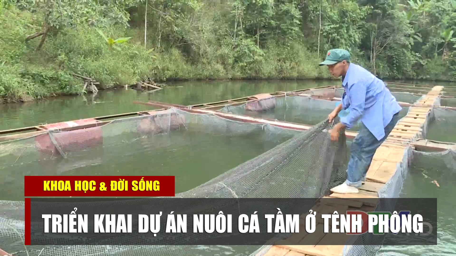 Triển khai dự án nuôi cá tầm ở Tênh Phông