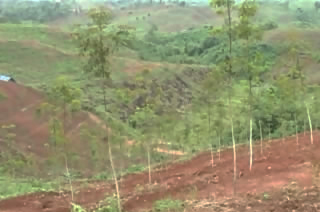 Cao su tiểu điền