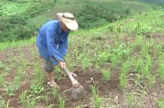 Cao su tiểu điền