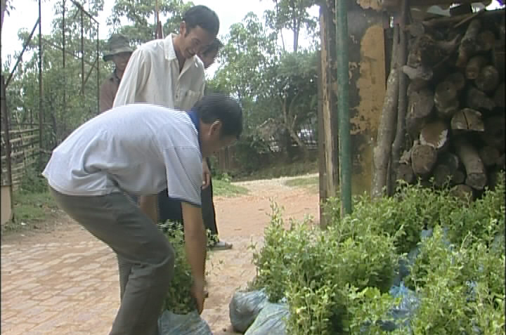 rừng sơn tra