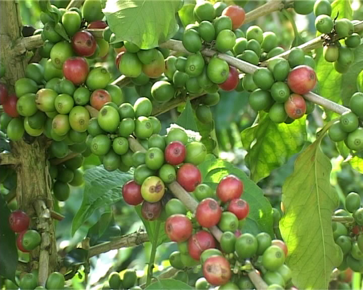 Sự phát triển của ngành sản xuất cà phê mang lại nhiều lợi ích cho cả nước và người dân. Chính sách phát triển cây cà phê được đặt ra để đảm bảo sản lượng cà phê tăng trưởng, chất lượng tốt nhất và giúp cho người nông dân có cơ hội phát triển kinh tế. Hãy xem hình ảnh liên quan để hiểu rõ hơn về sự nghiệp trồng cà phê. (The development of coffee production brings many benefits to the country and its people. The policy of coffee tree development is set to ensure a growth in coffee production, the best quality and economic opportunities for farmers. Check out the related image to better understand the coffee tree cultivation industry.)