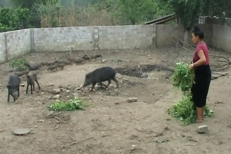 Mô hình nuôi thí điểm lợn rừng sinh sản ở xã Mường Phăng ...