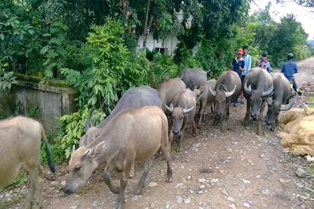 Đàn Trâu của Xã Lao Xả Phình huyện Tủa Chùa được Ban Tuyên giáo tỉnh uỷ Điện Biên hỗ trợ giúp xã khó khăn theo QĐ 182