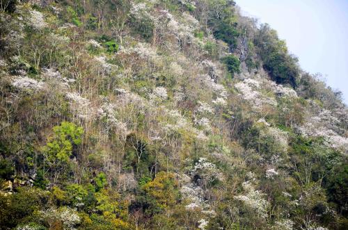 Hoa ban, núi rừng Tây Bắc: Hãy thưởng thức vẻ đẹp huyền ảo của núi rừng Tây Bắc với những cánh hoa ban rực rỡ. Bầu trời trong xanh, mây trắng thư thái và sắc hoa nhiều màu sắc tạo nên một bức hình không thể nào quên được.