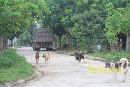 Tình trạng nuôi chó thả rông đang diễn ra phổ biến trên địa bàn phường Noong Bua TP Điện Biên Phủ