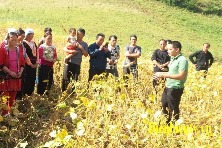 Người dân trên địa bàn tham quan mô hình đậu tương và tìm hiểu kỹ thuật trồng đậu tương ở xã Sá Tổng.