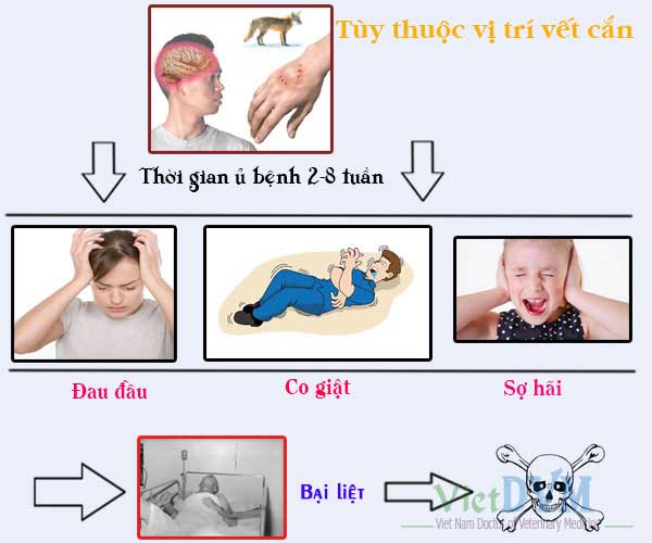 Thời Gian Ủ Bệnh Dại Ở Người