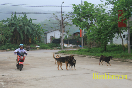 Tại tỉnh Điện Biên tình trạng thả rông chó méo không rọ mõm diễn ra khá phổ biến