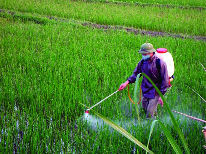 Thực trạng sử dụng thuốc bảo vệ thực vật ở Điện Biên Đông - Đài Phát thanh và Truyền hình Điện Biên