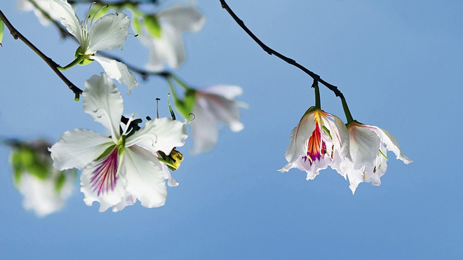 Lễ hội Hoa Ban diễn ra vào tháng 3 tại Mai Châu, Hòa Bình. Đây là dịp để du khách khám phá vẻ đẹp của cánh rừng hoa ban trắng trong sắc xuân. Hãy tới đây và nắm tay người yêu, gia đình để cùng tận hưởng những khoảnh khắc tuyệt vời này.