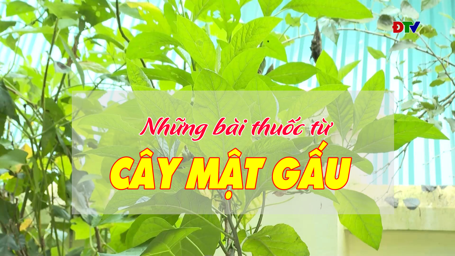 Những bài thuốc từ cây mật gấu