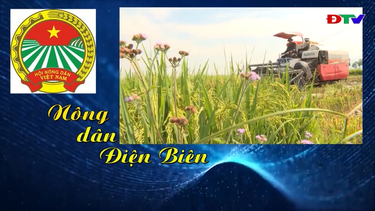 Nông dân Điện Biên (Ngày 12-8-2024)