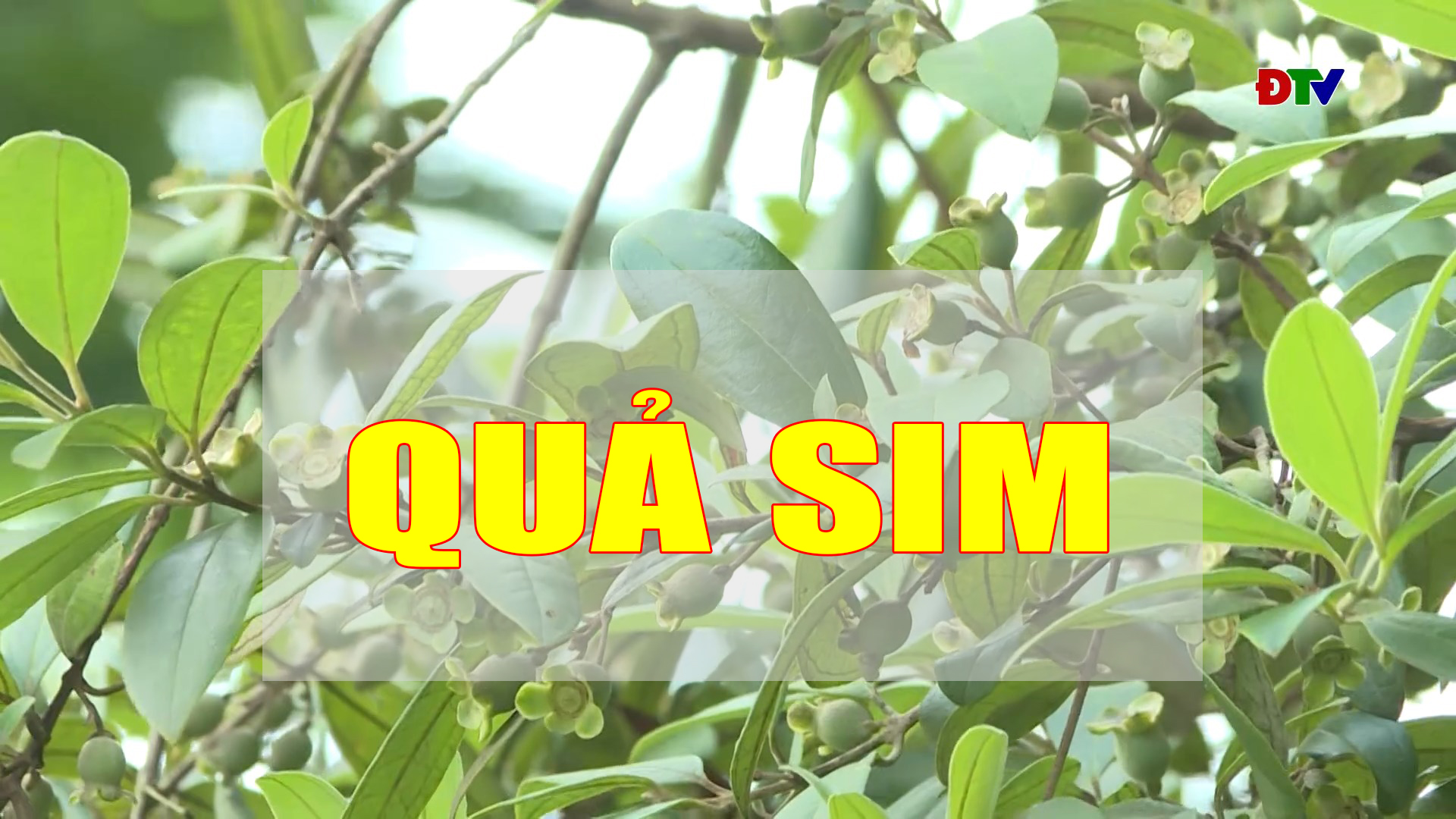 Quả sim