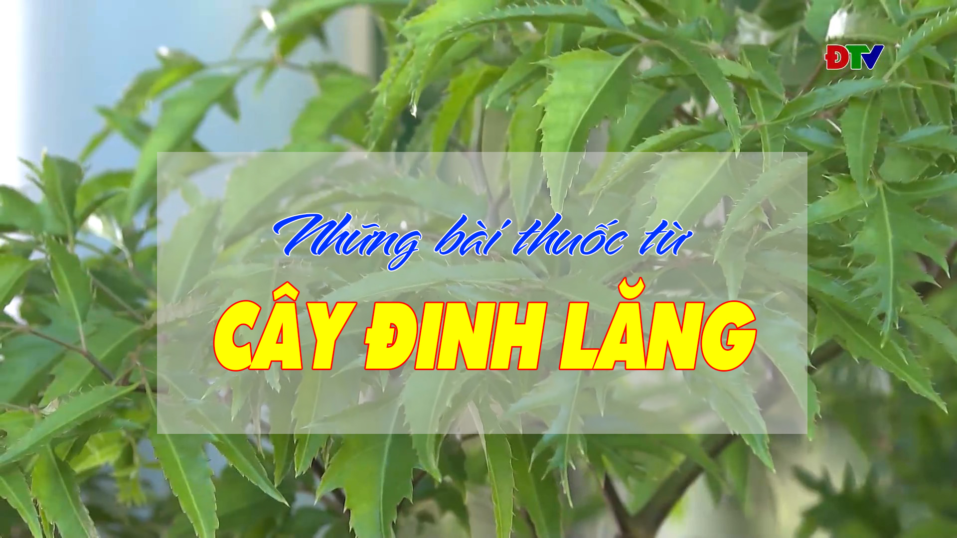 Những bài thuốc từ cây đinh lăng