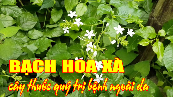 Bạch hoa xà - cây thuốc quý trị bệnh ngoài da