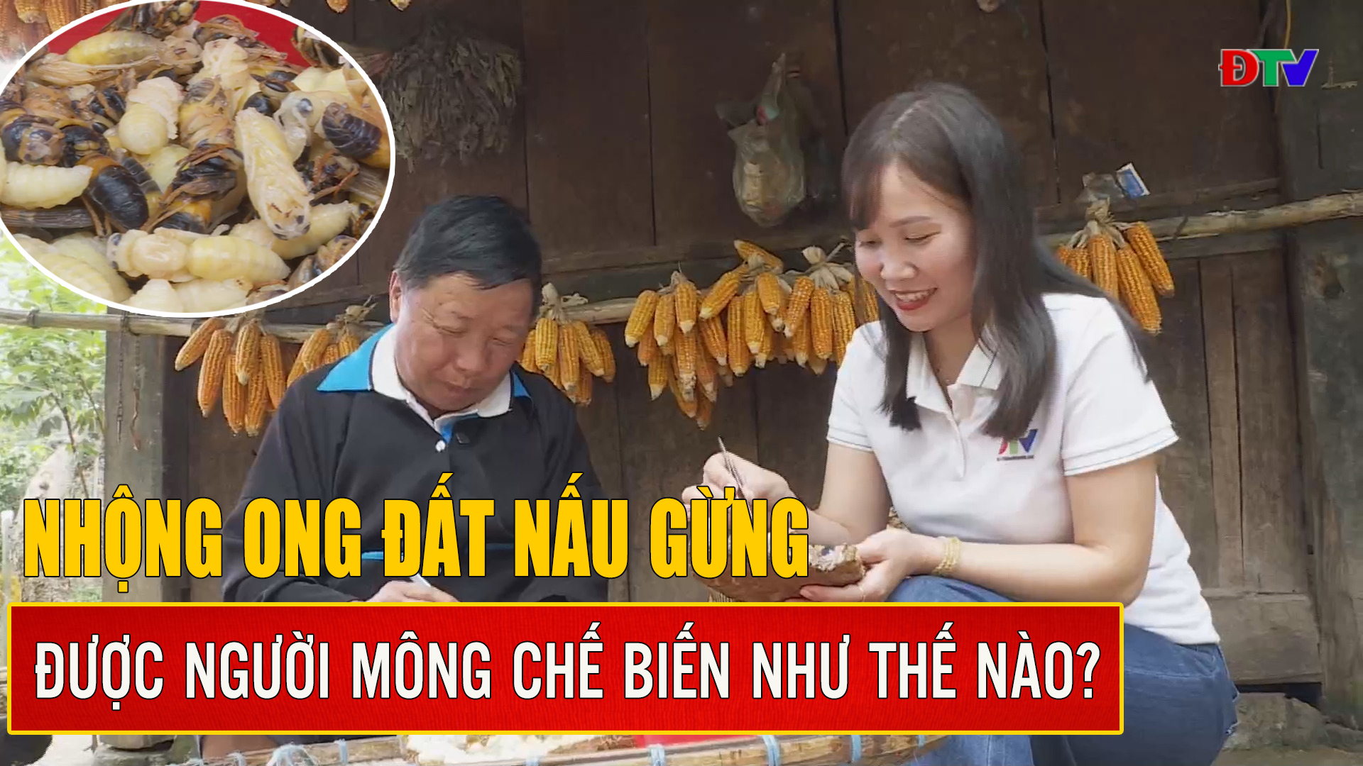 Nhộng ong đất nấu gừng được người Mông chế biến như thế nào?