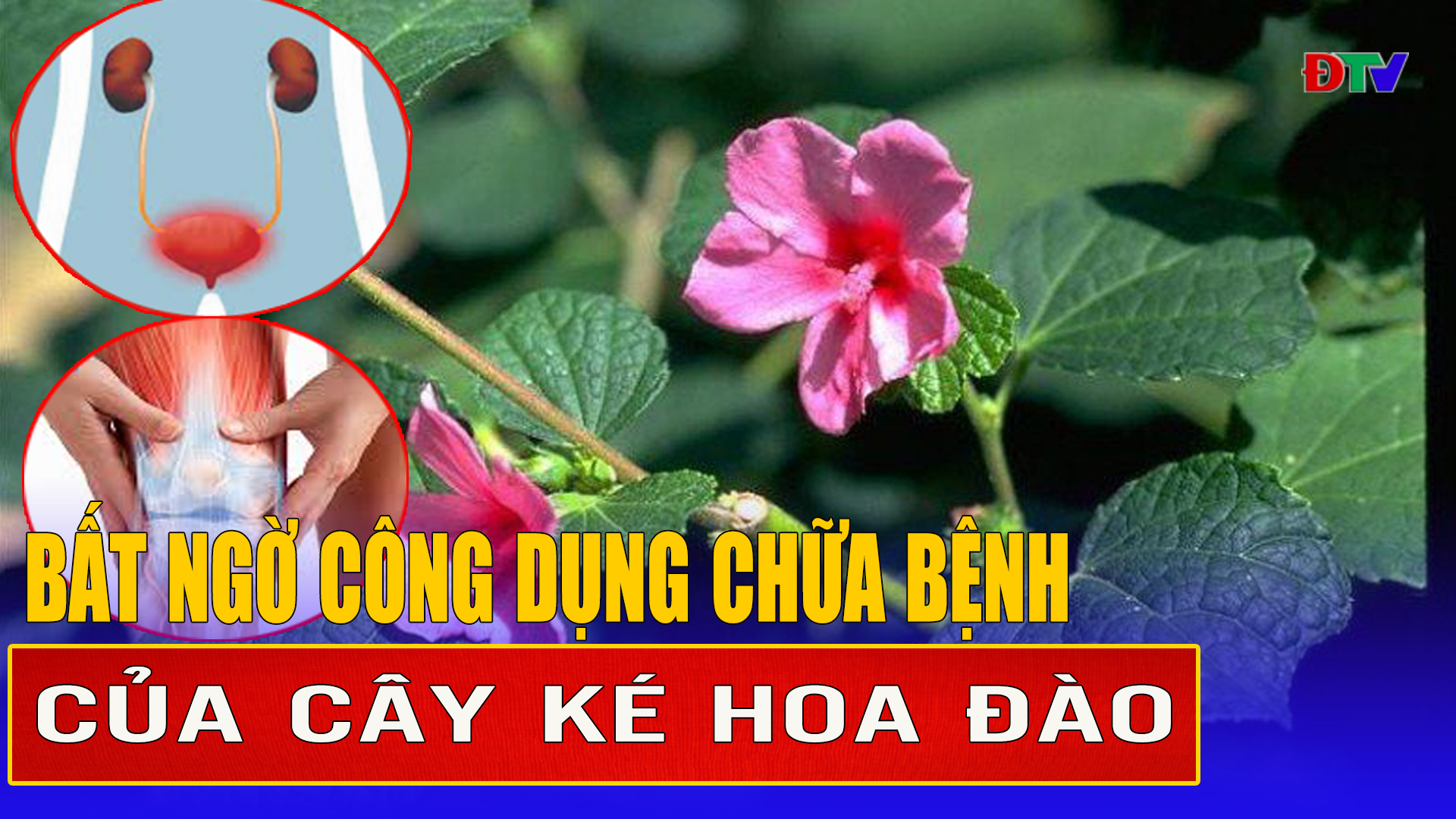 Bất ngờ công dụng chữa bệnh của cây Ké hoa đào