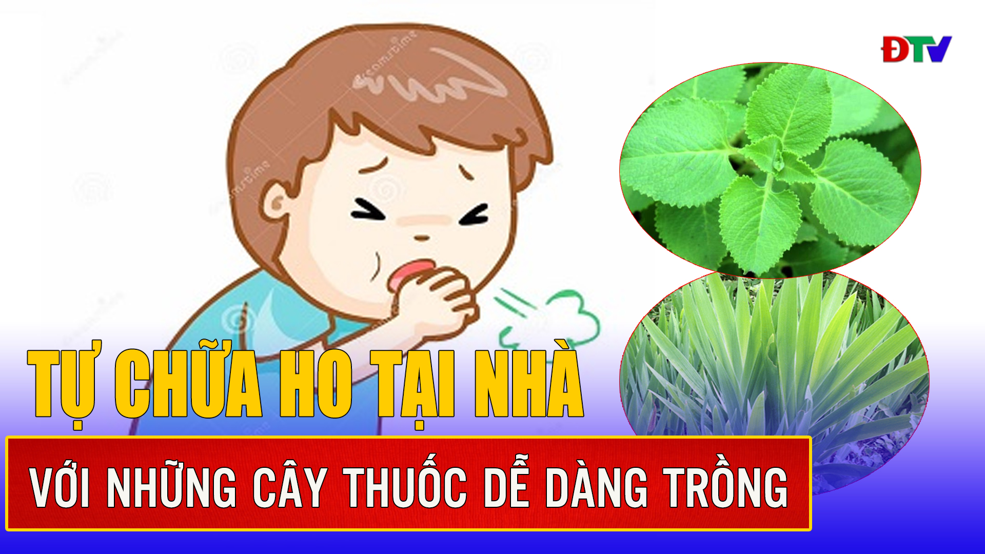 Tự chữa ho tại nhà với những cây thuốc dễ dàng trồng