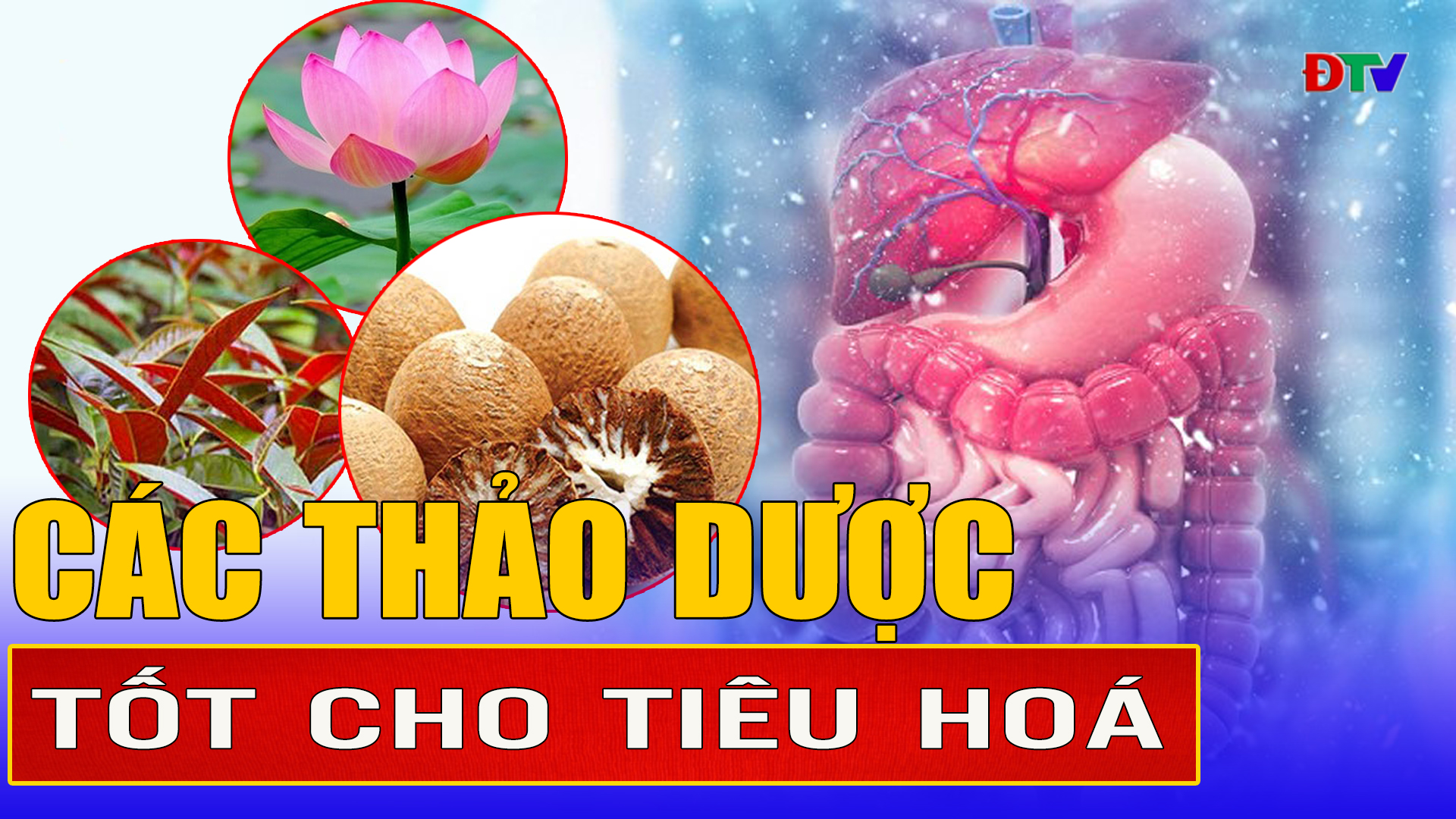 Các thảo dược tốt cho tiêu hóa