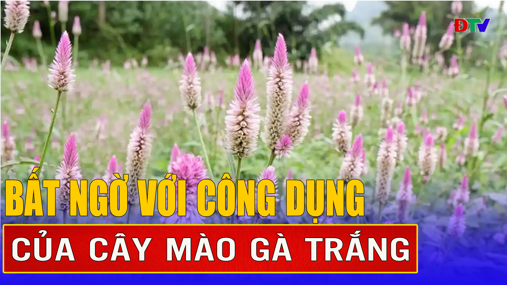 Bất ngờ với công dụng của cây mào gà trắng