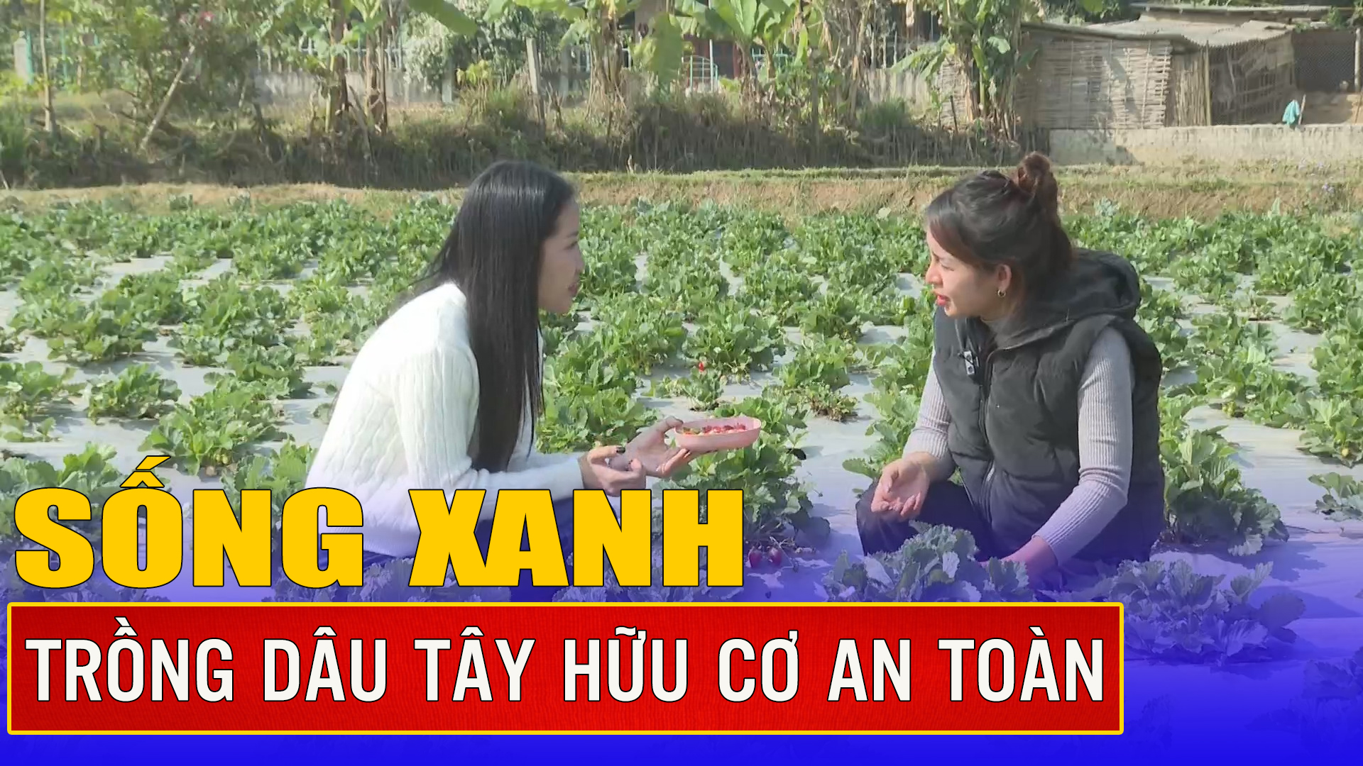 Trồng dâu tây hữu cơ an toàn