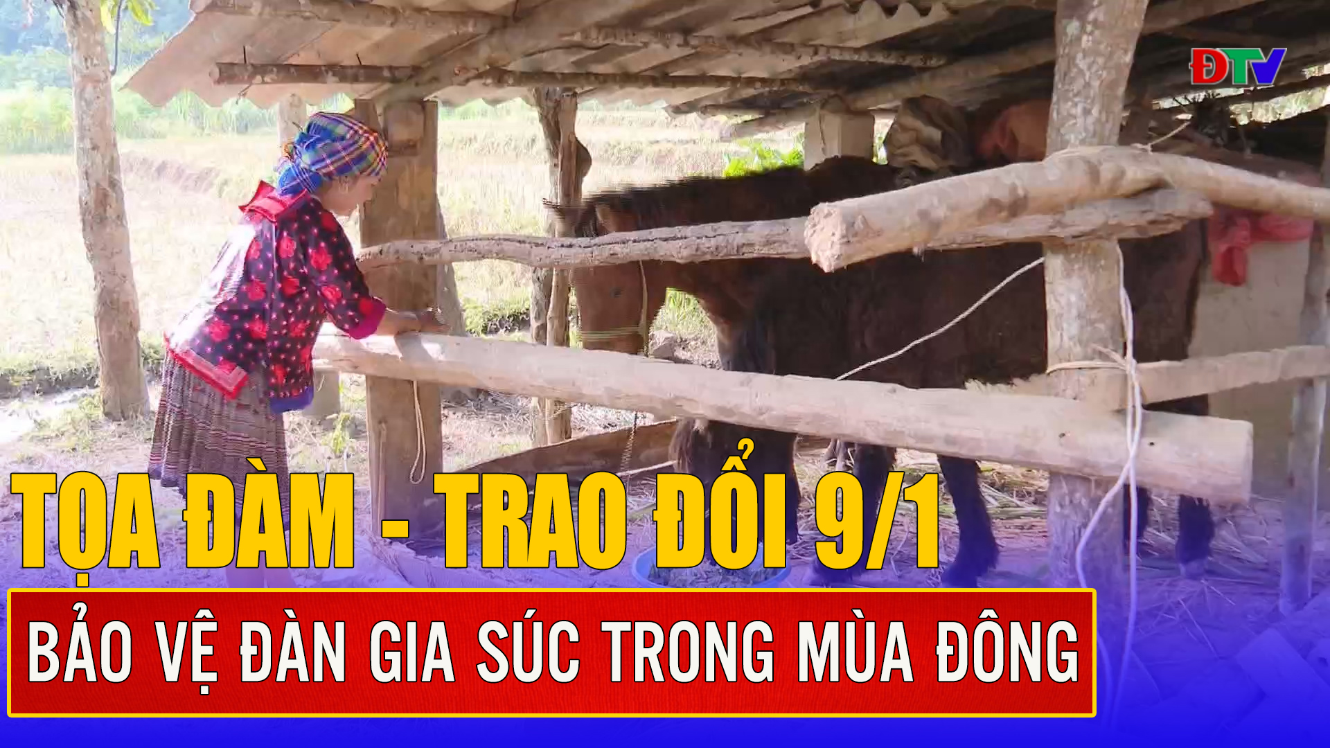 Bảo vệ đàn gia súc trong mùa đông