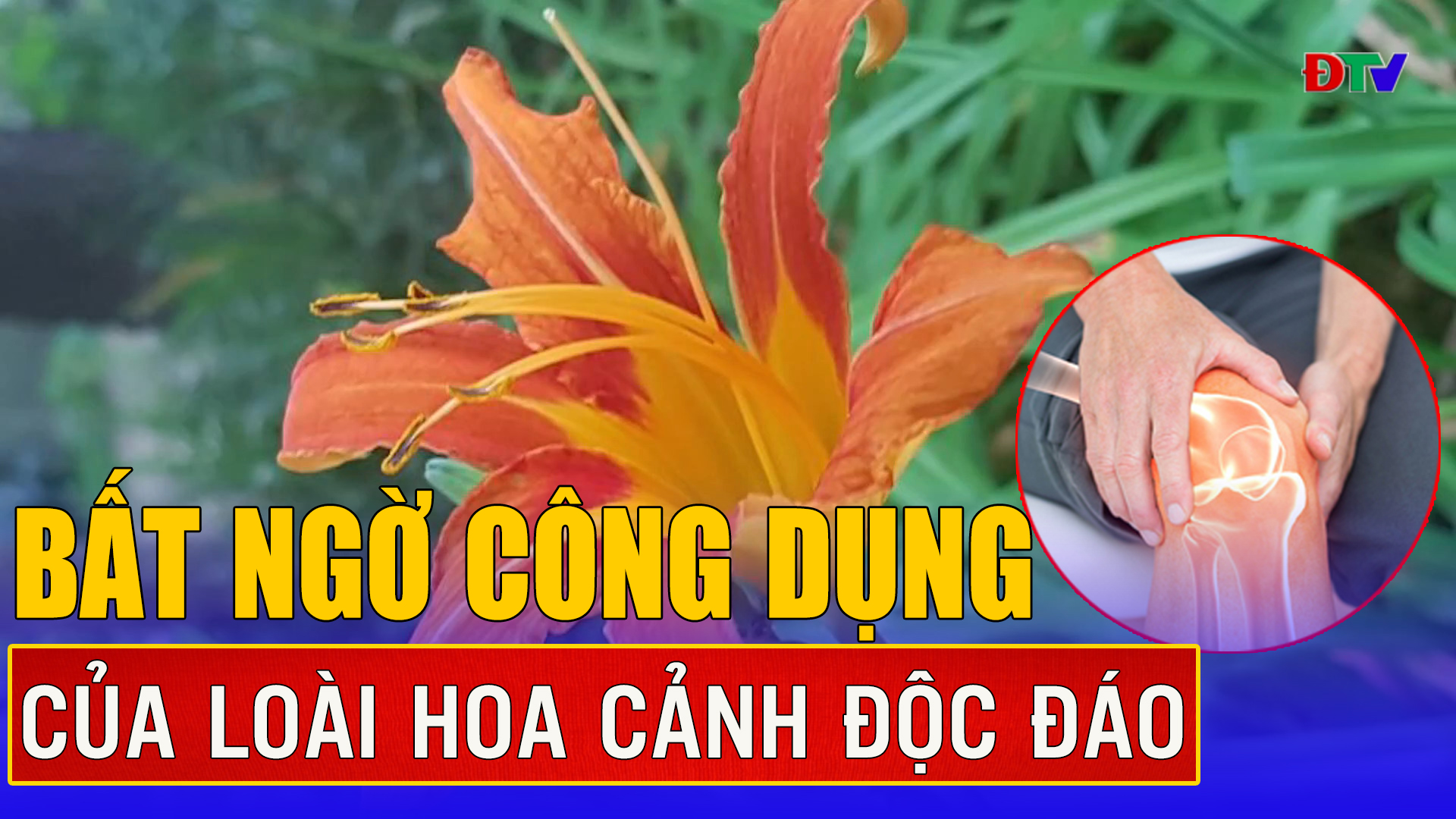 Tác dụng tuyệt vời của cây hoa hiên