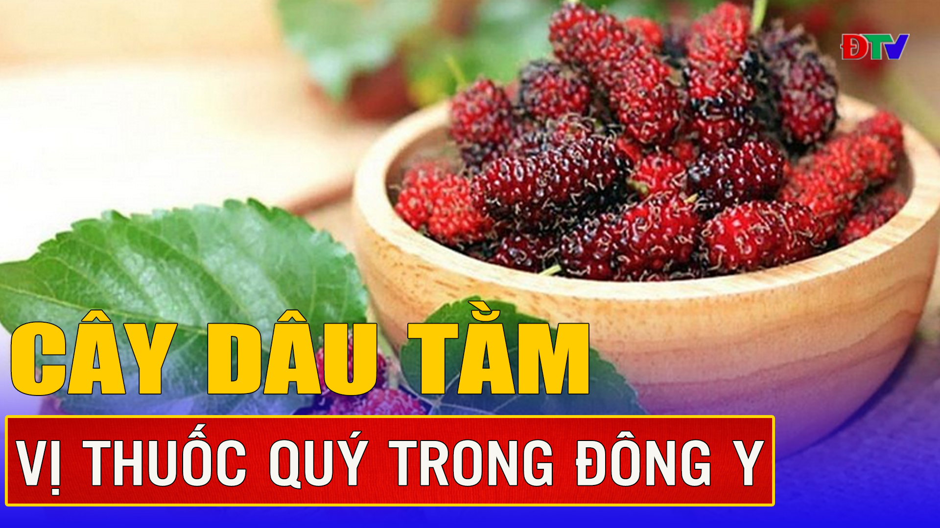 Những vị thuốc từ cây dâu tằm