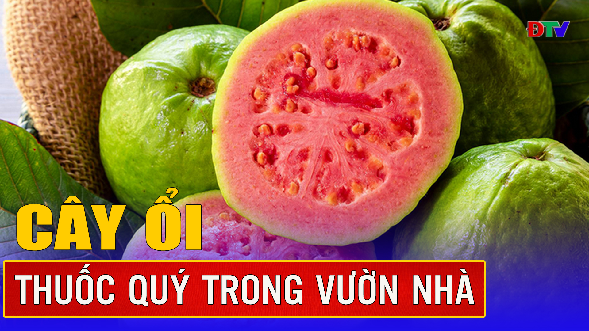 Những bài thuốc từ cây ổi