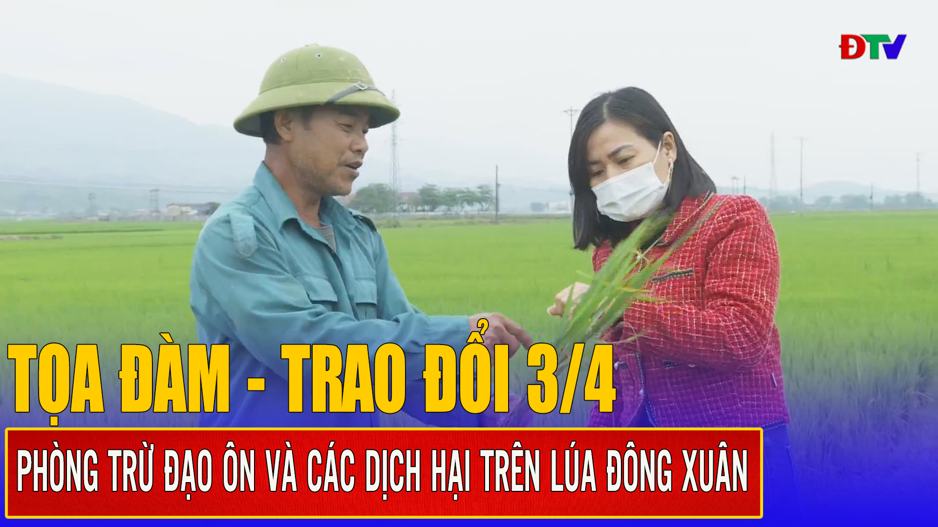 Phòng trừ đạo ôn và các dịch hại trên lúa Đông Xuân