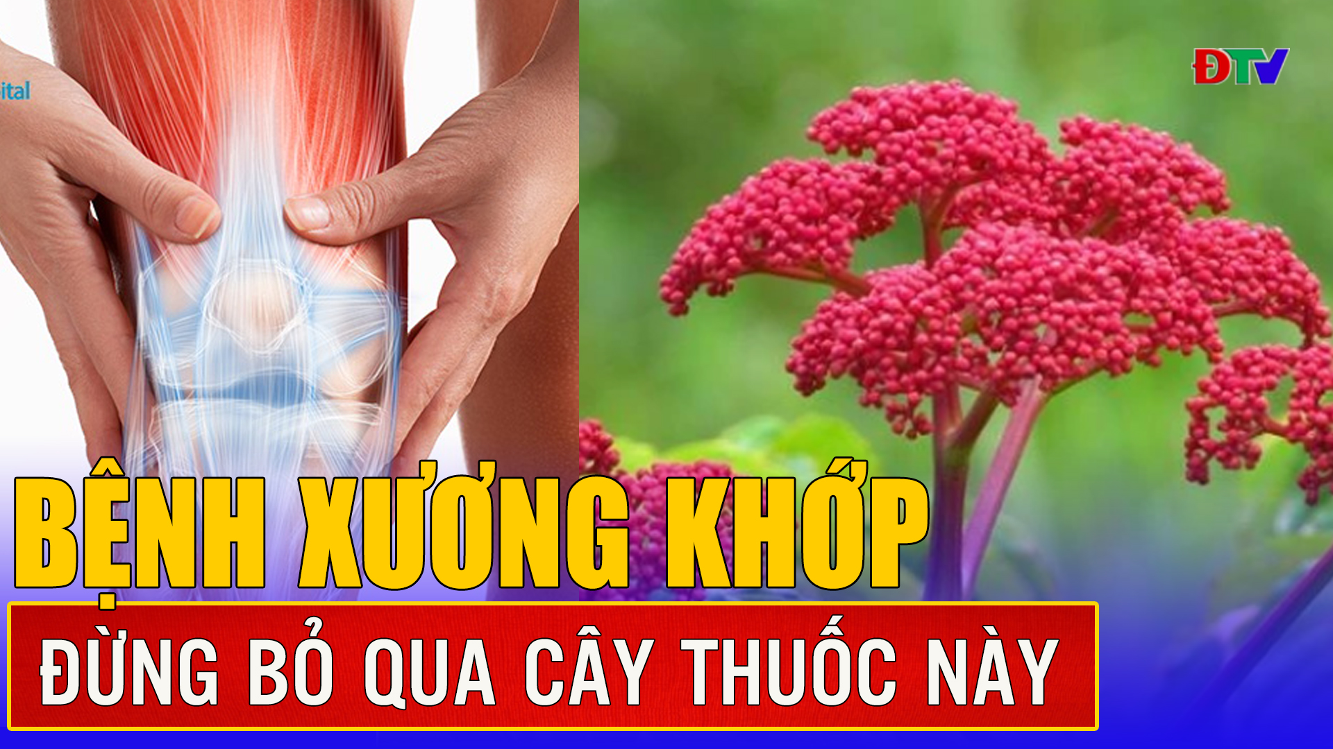 Công dụng của cây gối hạc