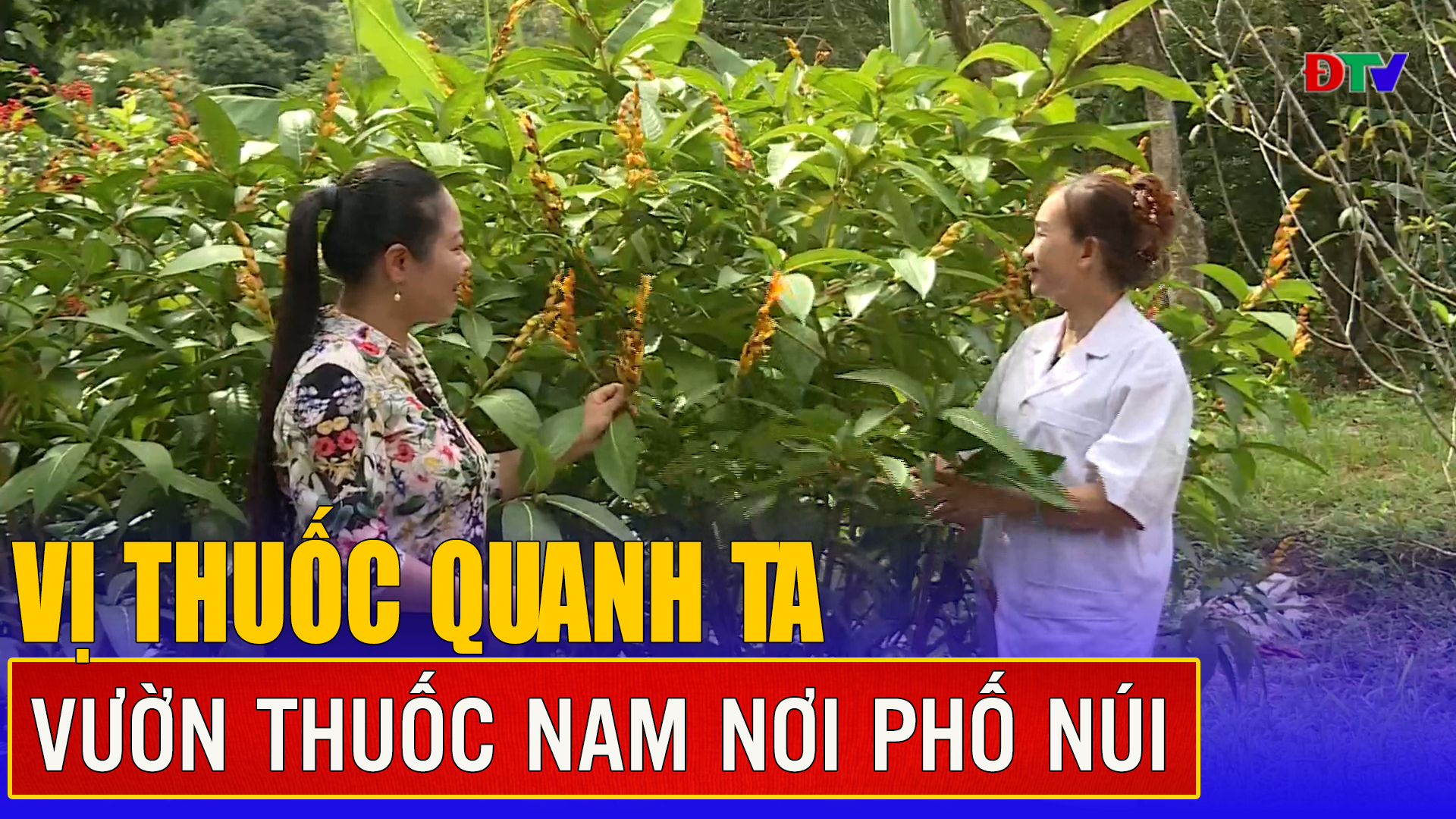 Vườn thuốc nam nơi phố núi