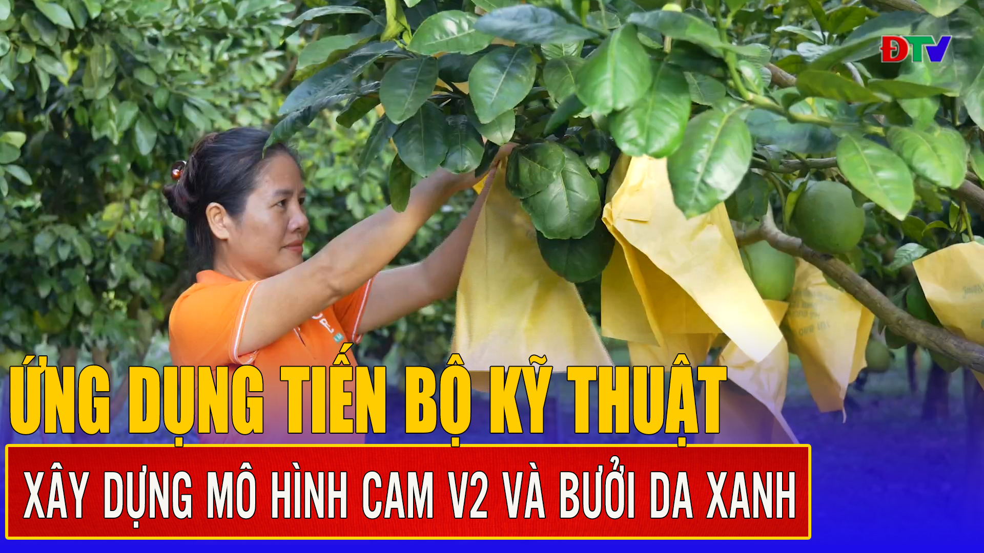 Ứng dụng tiến bộ kỹ thuật xây dựng mô hình cam V2 và bưởi da xanh