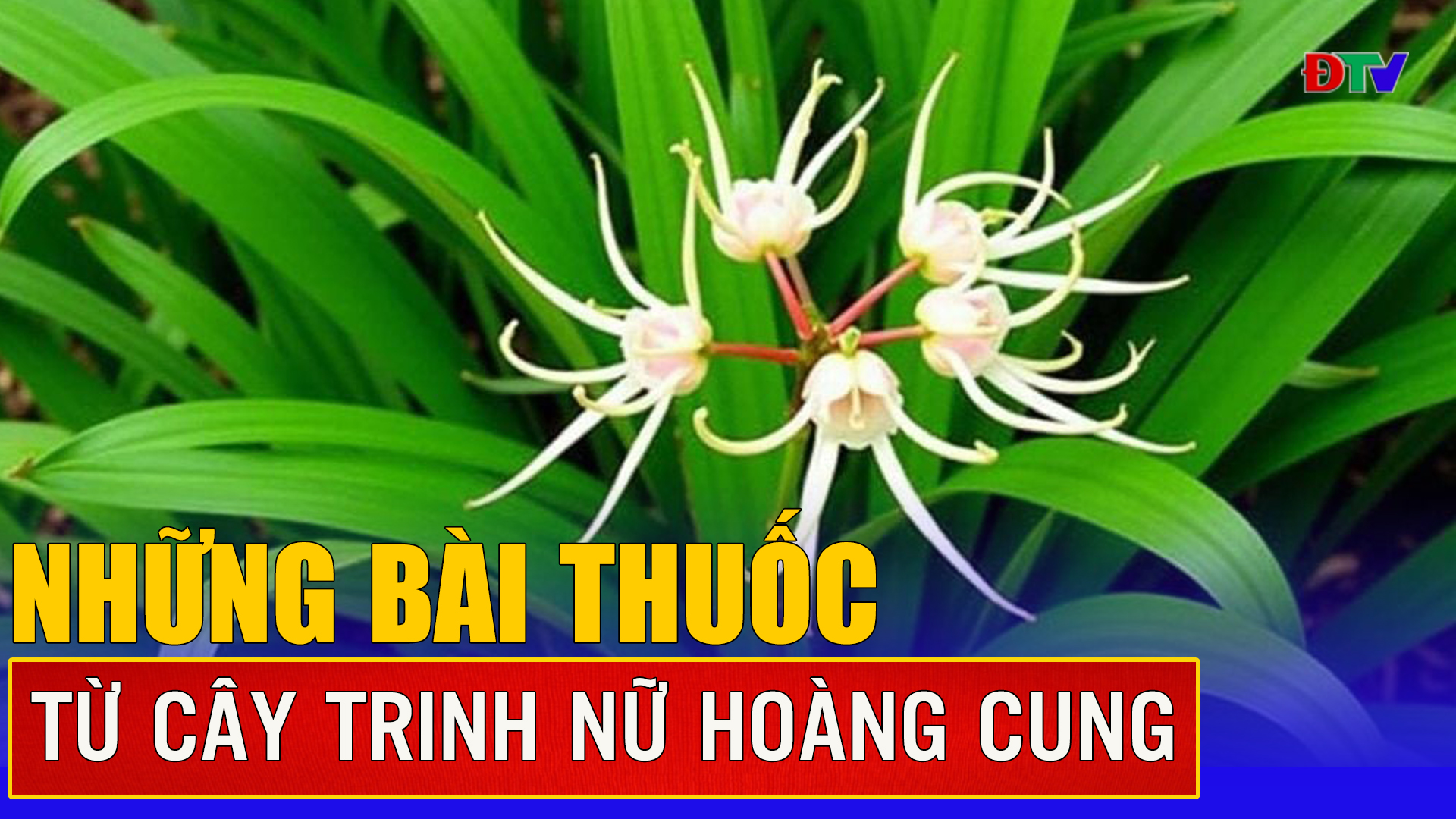 Những bài thuốc từ cây trinh nữ hoàng cung