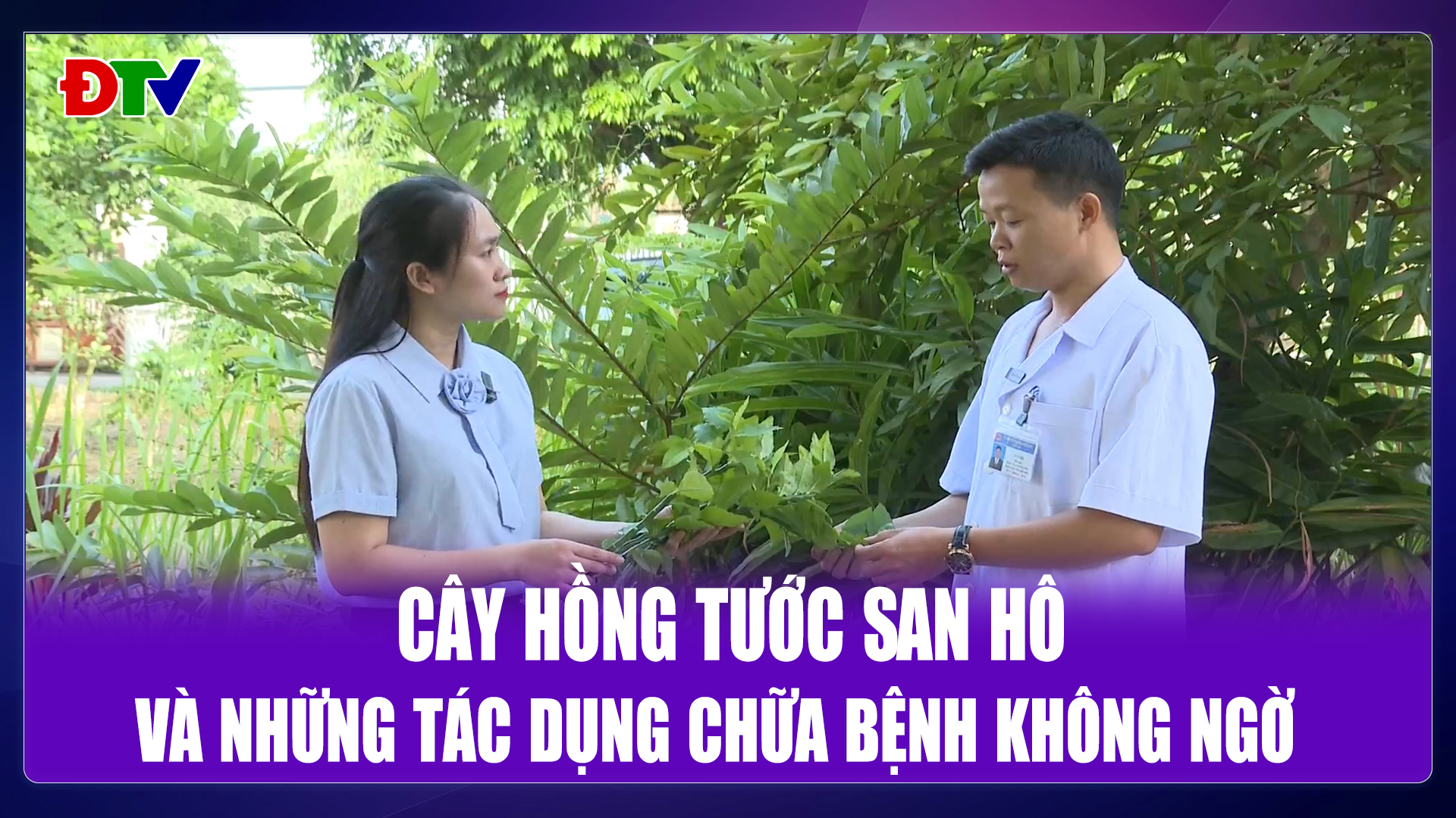 Những bài thuốc từ cây hồng tước san hô
