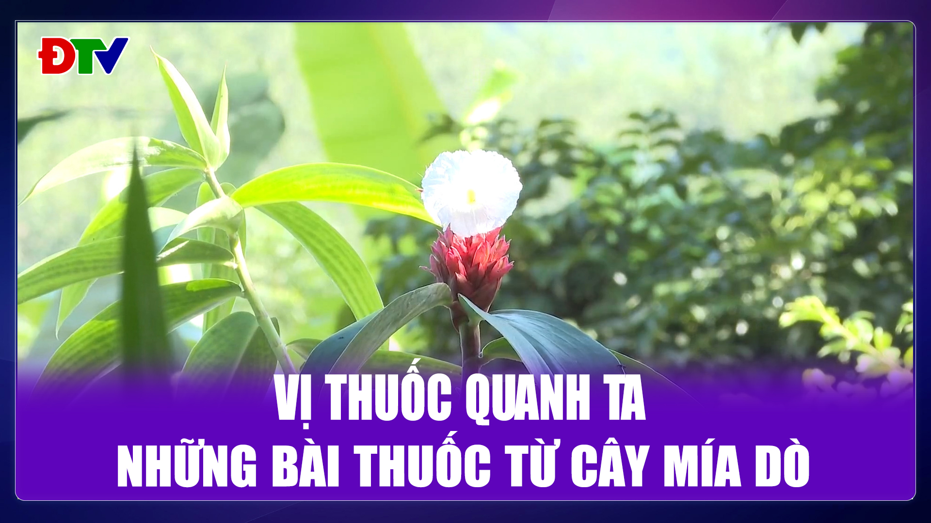 Những bài thuốc từ cây mía dò