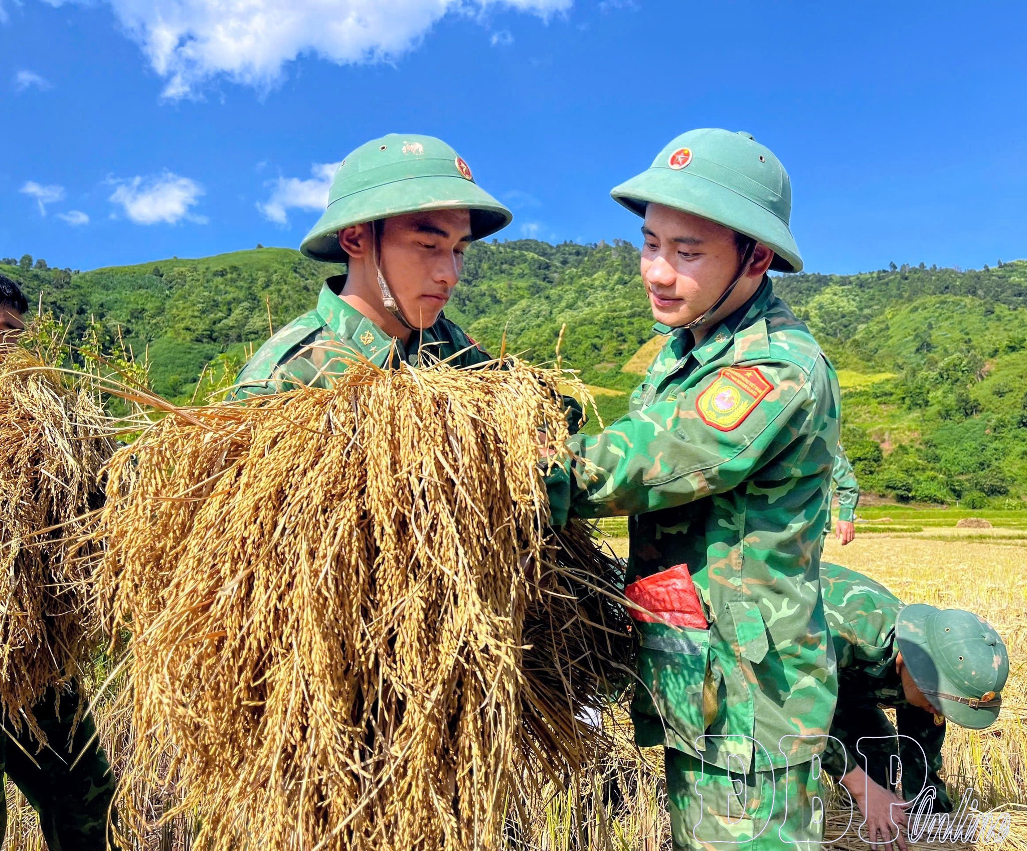 Cán bộ, chiến sĩ Đồn Biên phòng Na Cô Sa hỗ trợ nhân dân thu hoạch lúa.