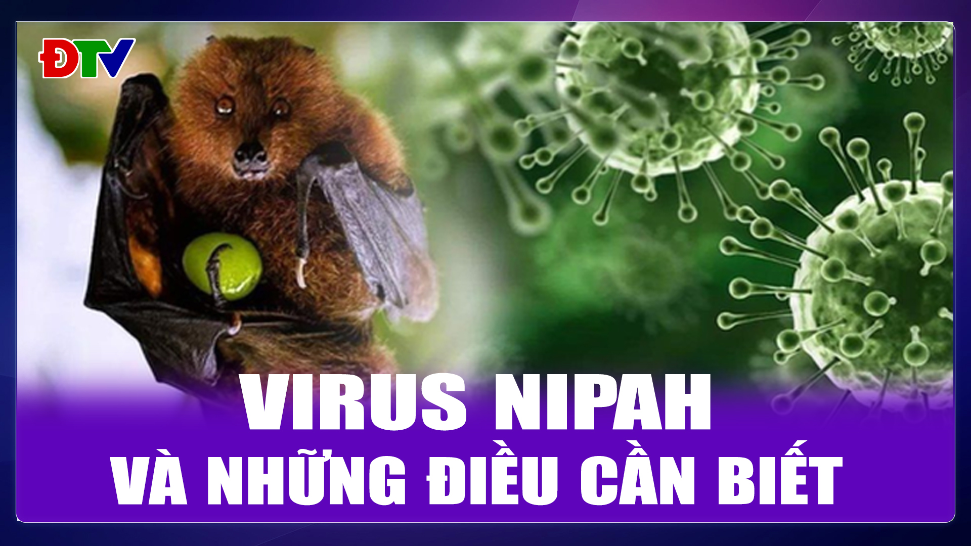 Virus Nipah và những điều cần biết