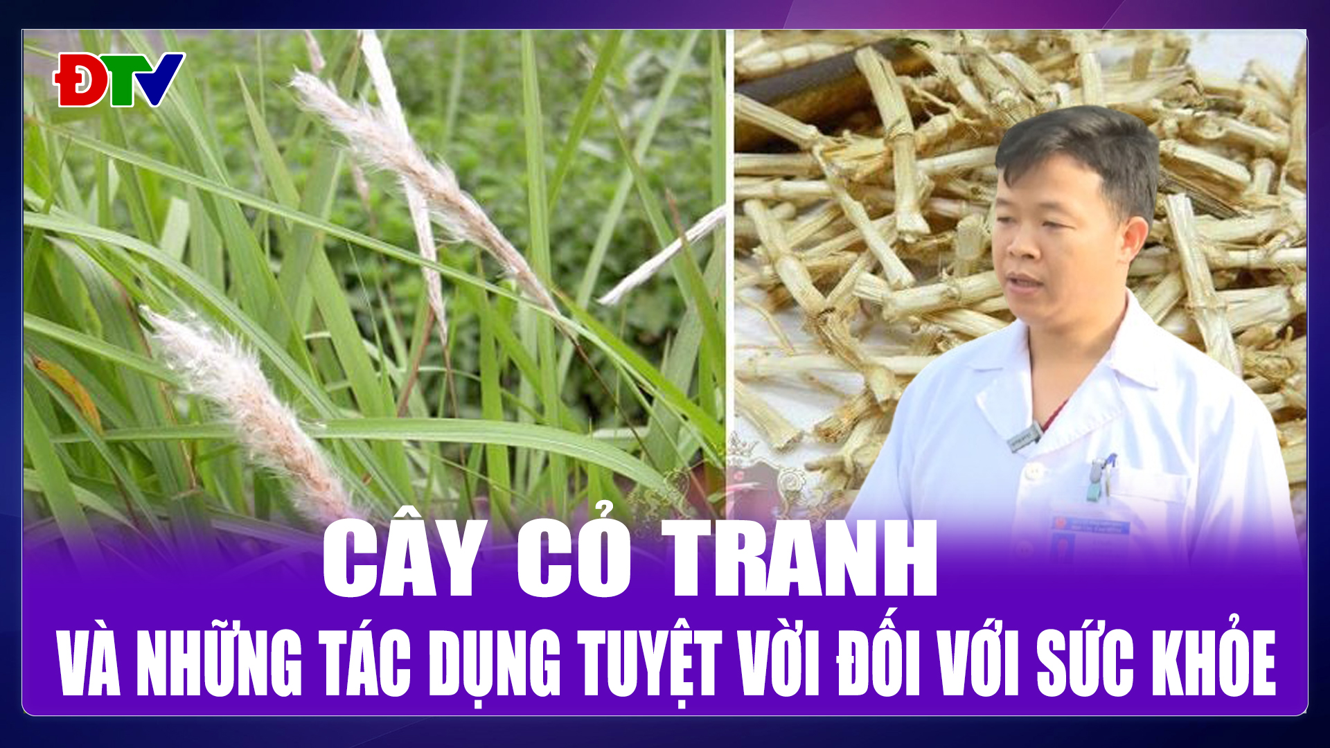 Những bài thuốc từ cây cỏ tranh