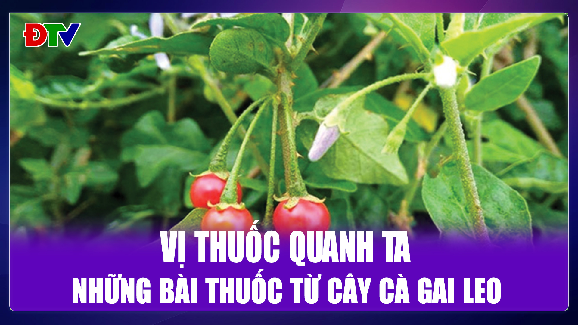 Những bài thuốc từ cây cà gai leo